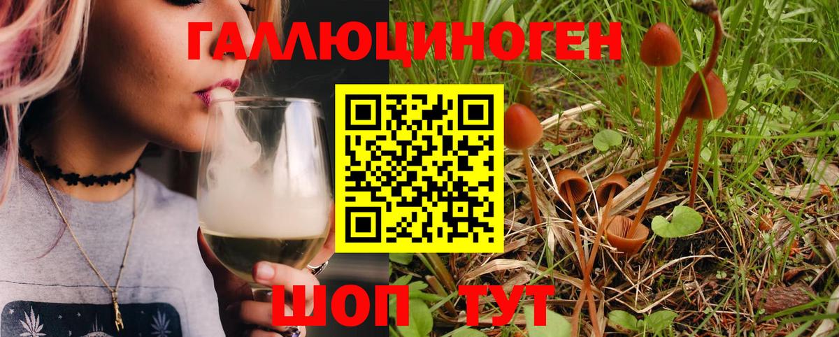 Псилоцибиновые грибы Psilocybine cubensis Гулькевичи